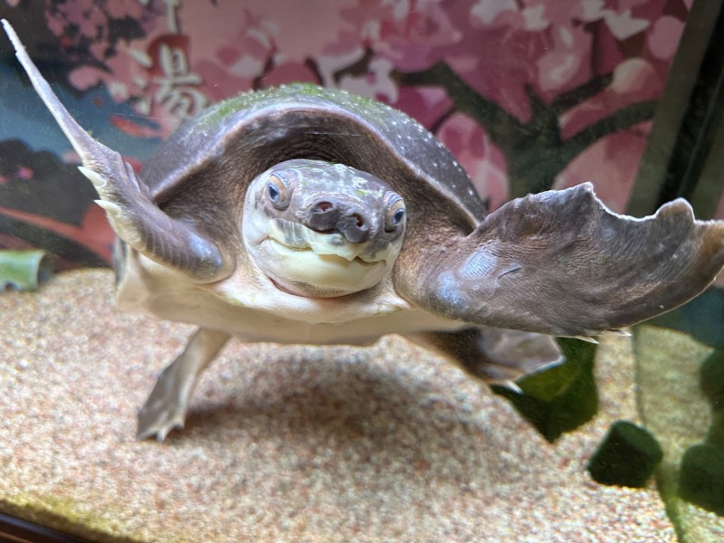 ゆっきー🐼さんの松本湯のサ活写真