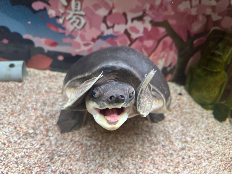 ゆっきー🐼さんの松本湯のサ活写真