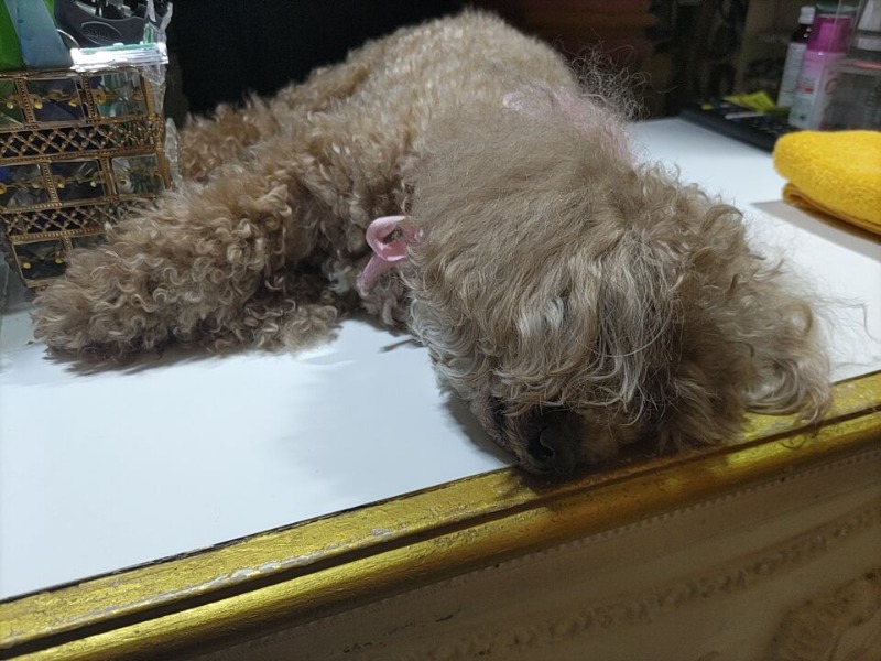 カニすきさんのクアパレスのサ活写真