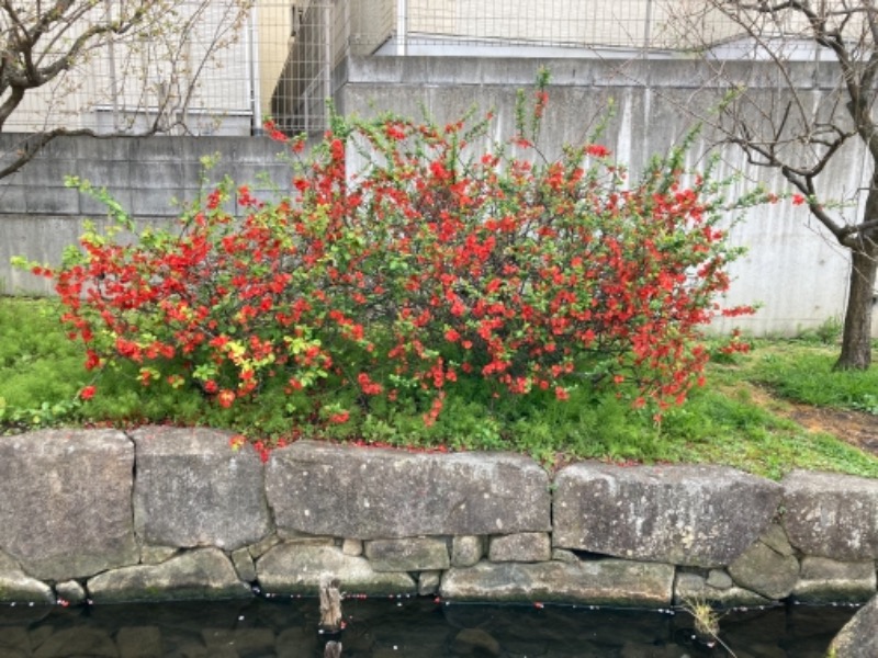 睡蓮さんの反町浴場のサ活写真