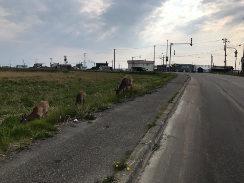 tacchy ブレないウソつかないさんの稚内温泉 童夢のサ活写真