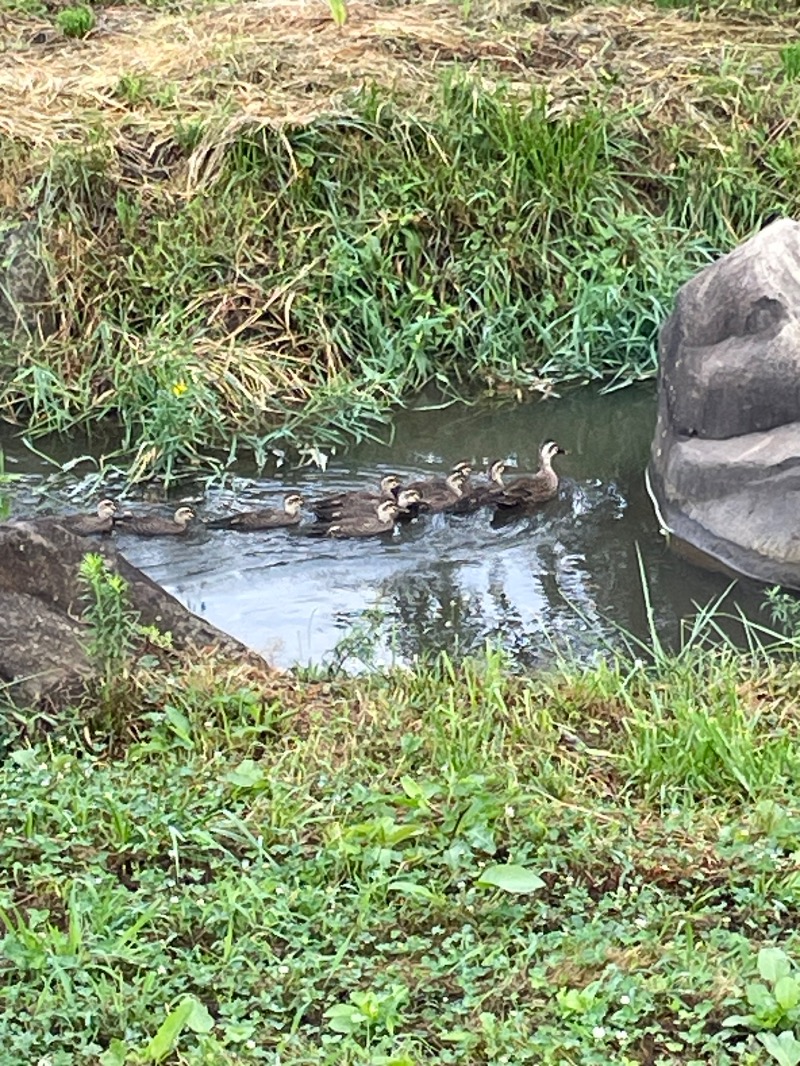 ♪♪ (๑´∀｀๑)るるんさんの薬師堂温泉のサ活写真