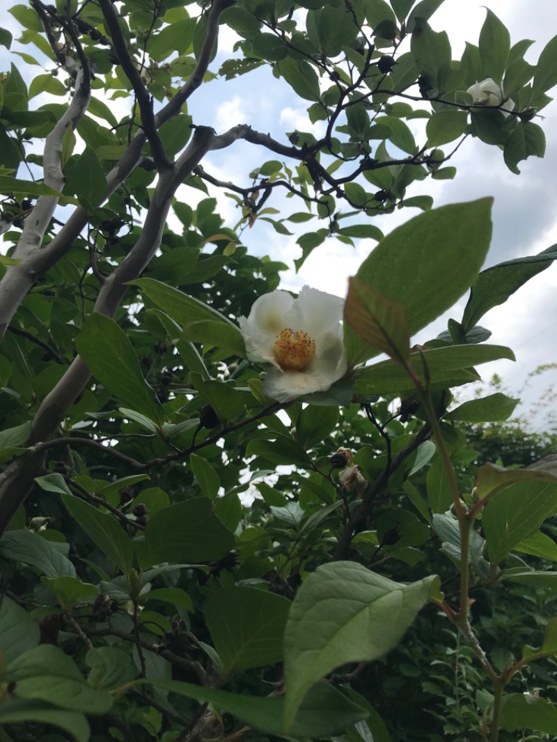あらい🐈‍⬛さんの多摩境天然温泉 森乃彩のサ活写真