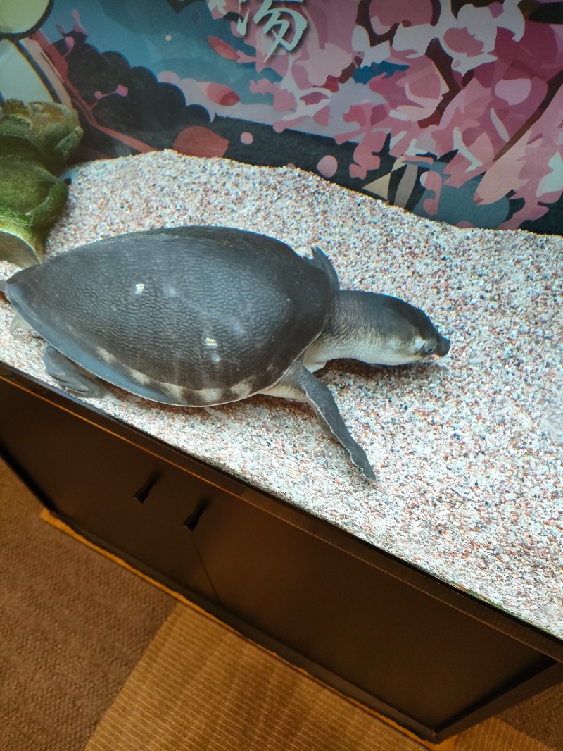サかえもんさんの松本湯のサ活写真