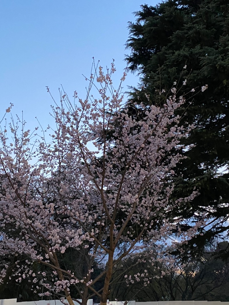 あきてぃ。さんの豊島園 庭の湯のサ活写真