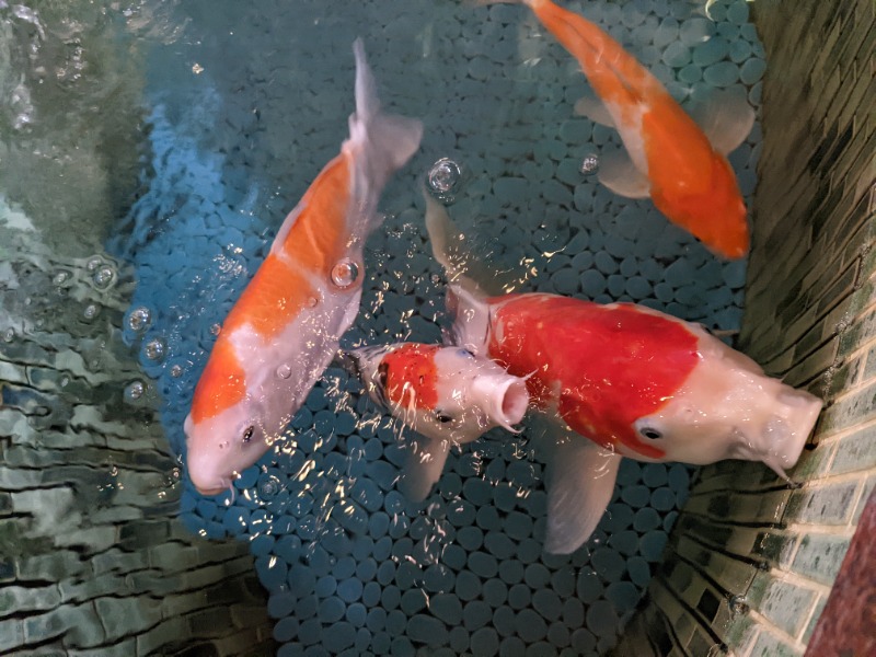 魚んトトさんの夢の公衆浴場 五色のサ活写真